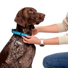 Load image into Gallery viewer, I Did Not Like Him Anyway Dog Collar - 5 colors in 3 sizes
