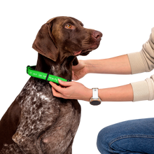 Load image into Gallery viewer, I Did Not Like Him Anyway Dog Collar - 5 colors in 3 sizes

