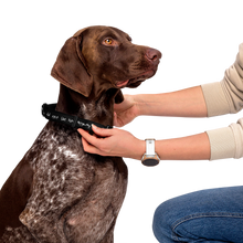 Load image into Gallery viewer, I Did Not Like Him Anyway Dog Collar - 5 colors in 3 sizes

